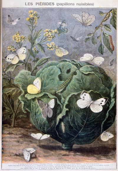 Pierid motýli, 1897 od Fortuné Méaulle