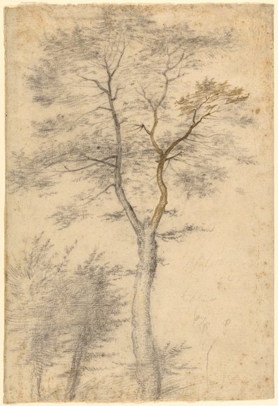 Tři studie o stromech od Fra Bartolommeo (Baccio della Porta)