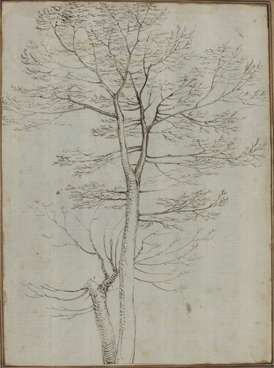 Holý strom [verso] od Fra Bartolommeo