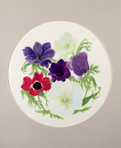 Sasanky od Frances Buckland