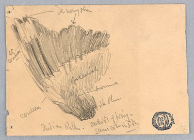 Náčrt křídla od Francis Augustus Lathrop