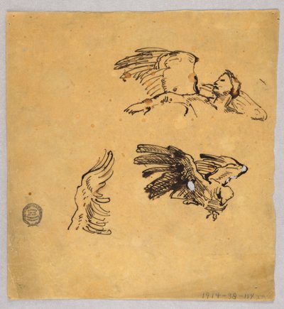 Studie křídel od Francis Augustus Lathrop