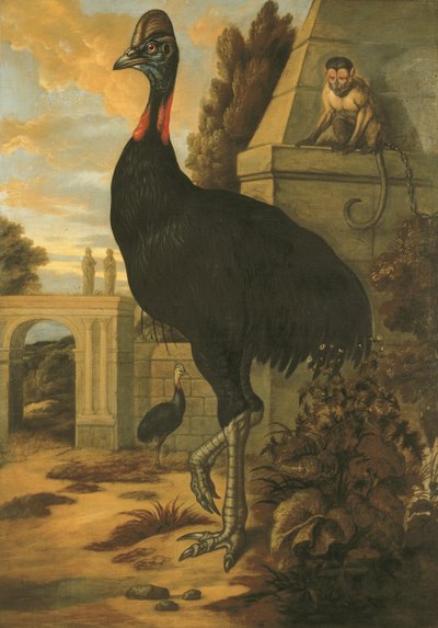 Kasuár od Francis Barlow