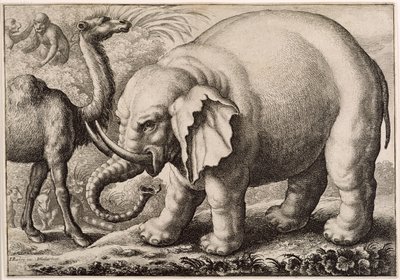 Slon a velbloud, vyryl Václav Hollar (1607-77) 1663 od Francis Barlow
