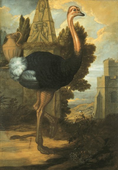 Pštros od Francis Barlow