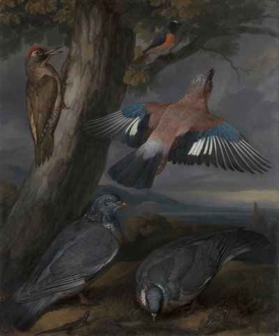 Jay, Green Goodpecker, Holubi a Redstart od Francis Barlow