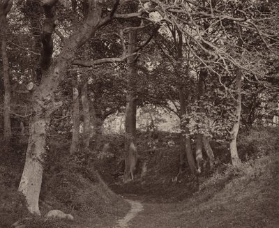 Glen Kenilworth,c. 1868 (foto) od Francis Bedford
