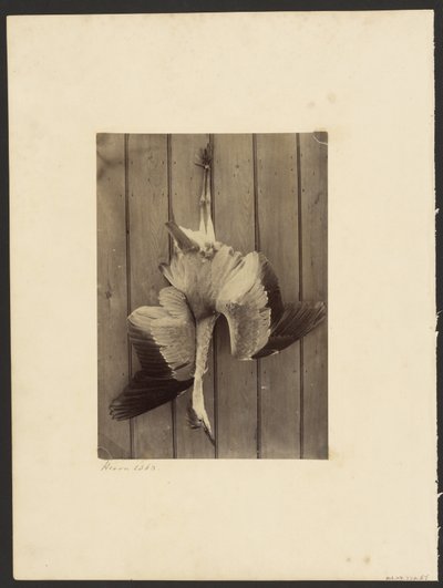 Heron od Francis Edmond Currey