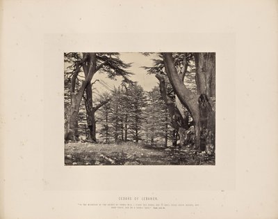 Libanonské cedry od Francis Frith