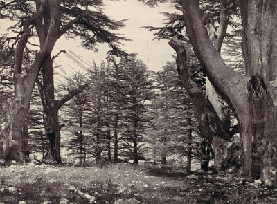 Cedry z Libanonu, ca. 1857. od Francis Frith