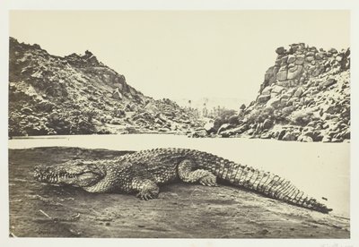 Krokodýl na písečném břehu, 1857. od Francis Frith