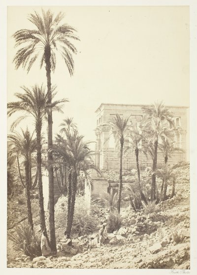 Skupina palem, 185862. od Francis Frith