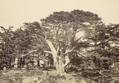 Největší z cedrů, Mount Libanon, 1857. od Francis Frith