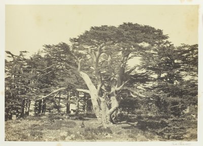 Největší z cedrů, Mount Libanon, 1857. od Francis Frith