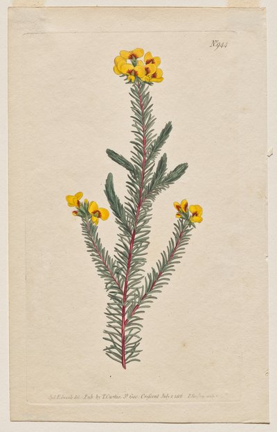 Botanický časopis nebo květinová zahrada Zobrazeno: Plate 944, Dillwynia glaberrima. Dillwynnia hladkolistá. [Dillwynia ericifolia gaberrima] od Francis Sansom