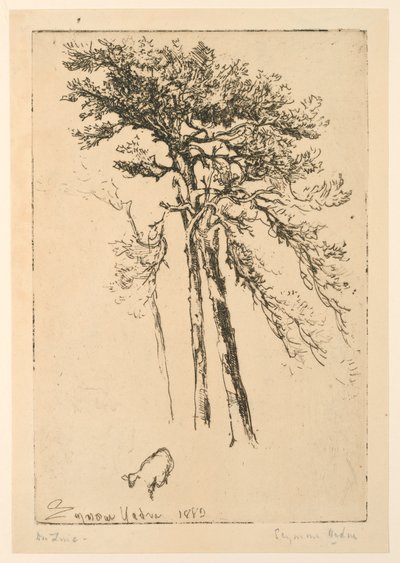 Skotské jedle od Francis Seymour Haden