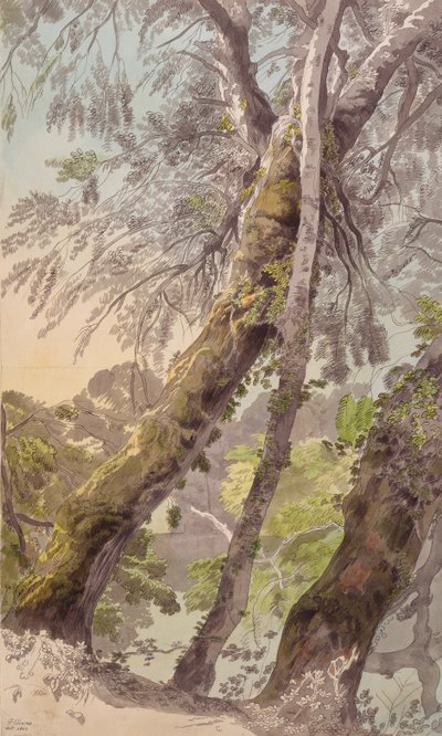 Stromy převislé vody od Francis Towne