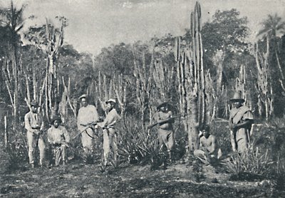 Fields, 1895 od Francisco Henszler
