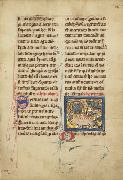 Ježek z bestiáře paní Ludwig XV 4, fol. 82, c.1280-1300 (tempera, pero a inkoust, plátkové zlato a barva na pergamenu) od Franco Flemish School