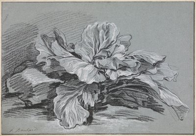 Studie zelí od François Boucher