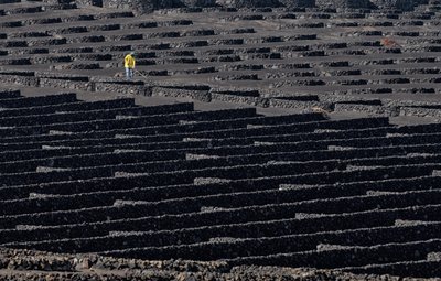 Pracovník na vinici Volcanic od Francois Casanova