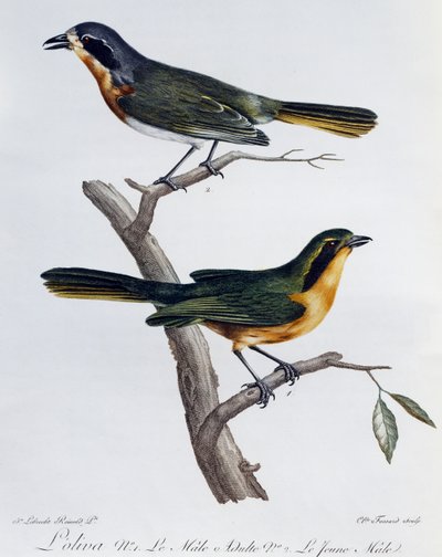 Dospělý samec a mláďata křoví olivovníku (Telophorus olivaceus), rytina z Histoire Naturelle des Oiseaux d