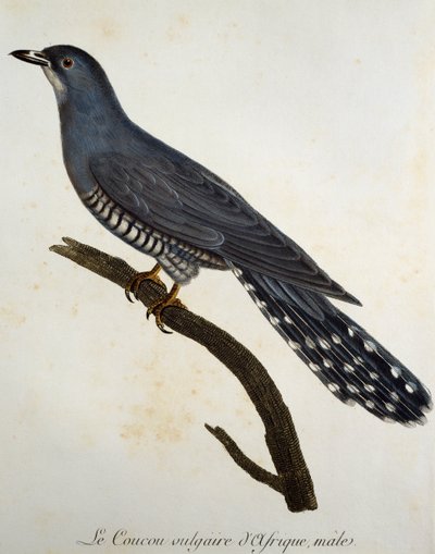 Africká kukačka (Cuculus gularis), rytina z Histoire Naturelle des Oiseaux d