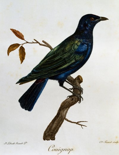 Starling černobřichý (Lamprotornis corruscus), rytina z Histoire Naturelle des Oiseaux d