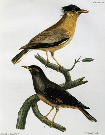 Brahminy Starling (Sturnus pagodarum) a níže Bank Myna (Acridotheres ginginianus), rytina z Histoire Naturelle des Oiseaux d