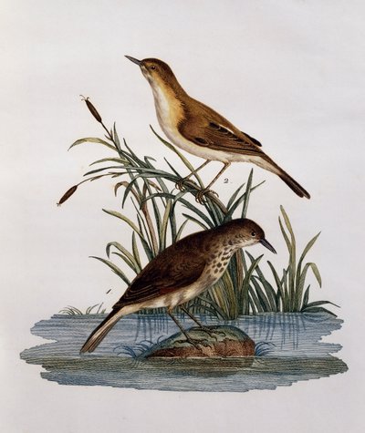 Cagueteuse et Lisabelle, rytina z Natural History of African Birds od Francois Le Vaillant