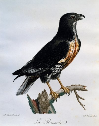 Šakal káně (Buteo rufofuscus), rytina z Natural History of African Birds od Francois Le Vaillant