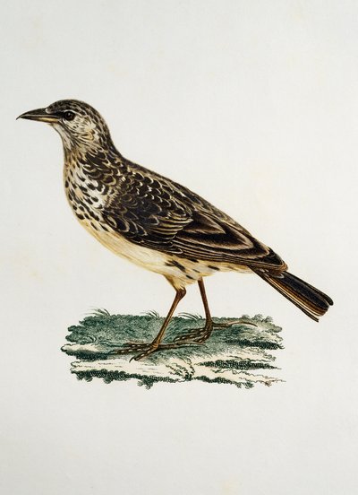 Skřivan velkozobý (Galerida magnirostris), rytina z Histoire Naturelle des Oiseaux d