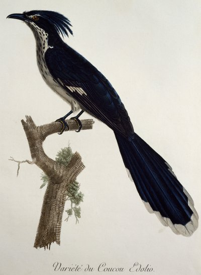 Levaillantova kukačka (Clamator levaillantii), rytina z Histoire Naturelle des Oiseaux d
