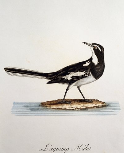 Samec konipas africký (Motacilla aguimp), rytina z Histoire Naturelle des Oiseaux d