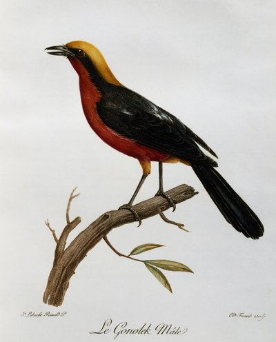 Samec Gonolek obecný (Laniarius barbarus), rytina z Natural History of African Birds od Francois Le Vaillant