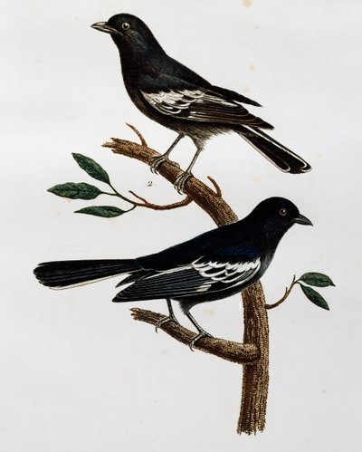 Samec a samice sýkory černé (Parus niger), rytina z Histoire Naturelle des Oiseaux d