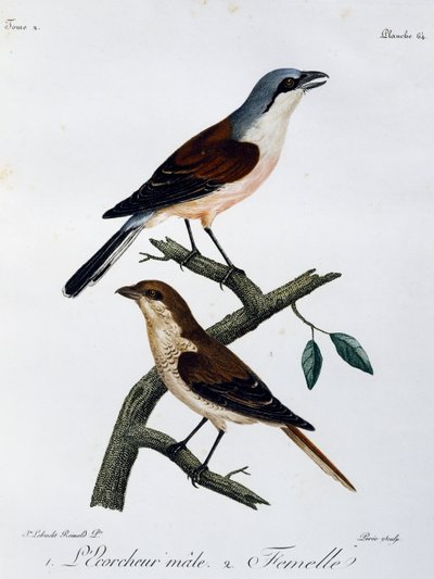 Samec a samice ťuhýka rudohřbetého (Lanius collurio), rytina z Histoire Naturelle des Oiseaux d