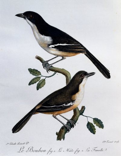 Samec a samice bouboua jižního (Laniarius ferrugineus), rytina z Histoire Naturelle des Oiseaux d