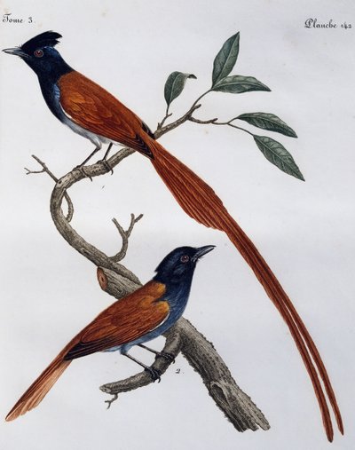 Samec a samice lejska skvrnitého (Muscicapa striata), rytina z Histoire Naturelle des Oiseaux d