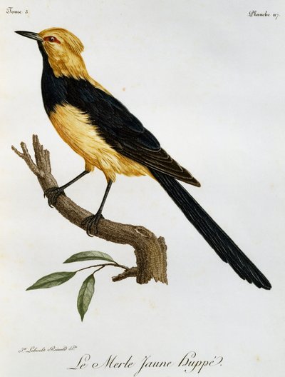 Merle Jaune Huppe, rytina z Natural History of African Birds od Francois Le Vaillant