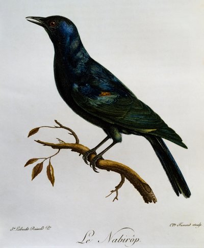 Špaček bledokřídlý ​​(Onychognathus nabouroup), rytina z Natural History of African Birds od Francois Le Vaillant