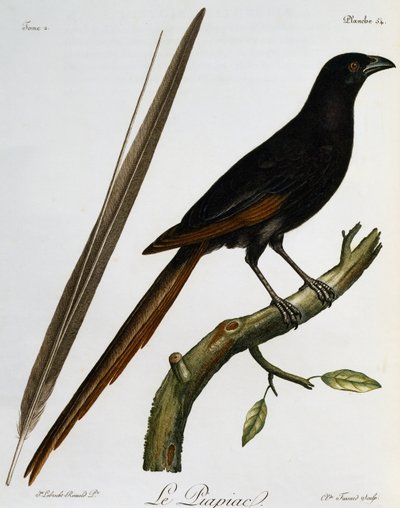 Piapiac (Ptilostomus afer), rytina z Histoire Naturelle des Oiseaux d