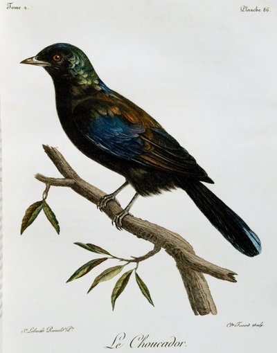 Principe Glossy-Starling (Lamprotornis ornatus), rytina z Histoire Naturelle des Oiseaux d