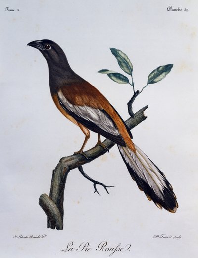 Rufous Treepie (Dendrocitta vagabunda), rytina z Natural History of African Birds od Francois Le Vaillant