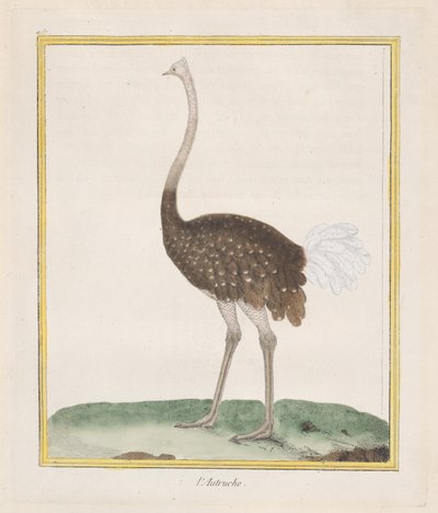 Pštros Pštros, 1770-86. od Francois Nicolas Martinet
