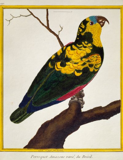 Papoušek modročelý (Amazona aestiva), z Natural History of Birds od Francois Nicolas Martinet