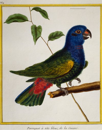 Papoušek modrohlavý (Pionus menstruus), z Natural History of Birds od Francois Nicolas Martinet
