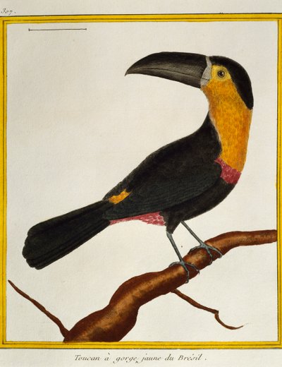 Tukan říční (Ramphastos vitellinus), z Natural History of Birds od Francois Nicolas Martinet