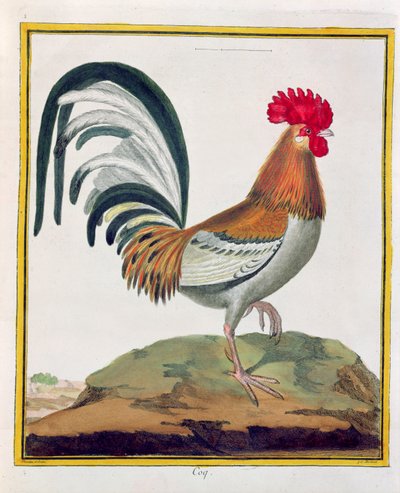 Kohout, z knihy Georgese de Buffona (1707-88) "Histoire Naturelle des Oiseaux", vydané 1777. od Francois Nicolas Martinet