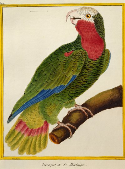 Kubánský papoušek (Amazona leucocephala), z Natural History of Birds od Francois Nicolas Martinet